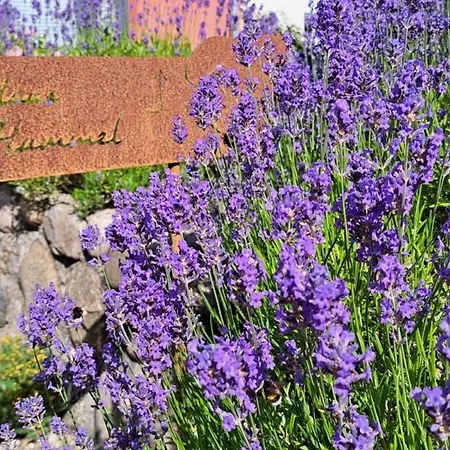 Prázdninový dům Hummel Böhl